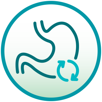 Supports Gut Health Illustration of Supports Gut Health